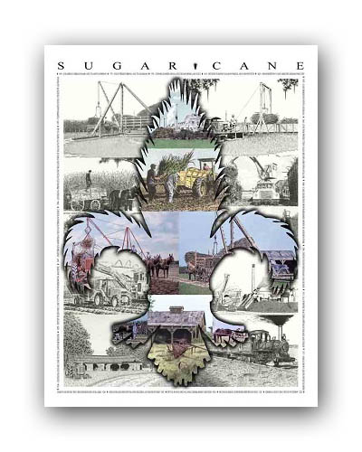 Fleur de Cane Poster
