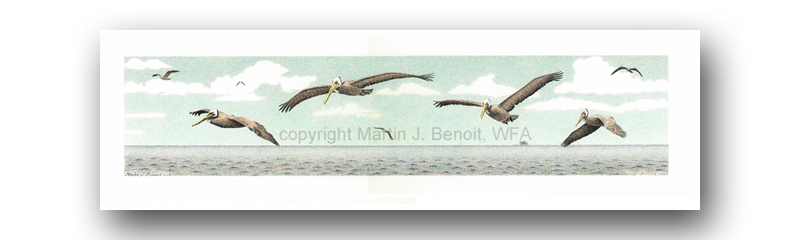 Pod Of Pelicans-colored